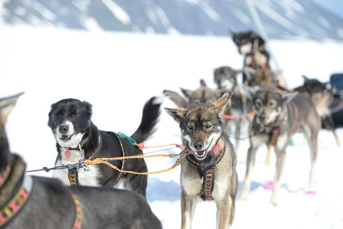 Alaska Helicopter and Glacier Dogsled Tour - ANCHORAGE AREA - Learning to mush with a working dog team
