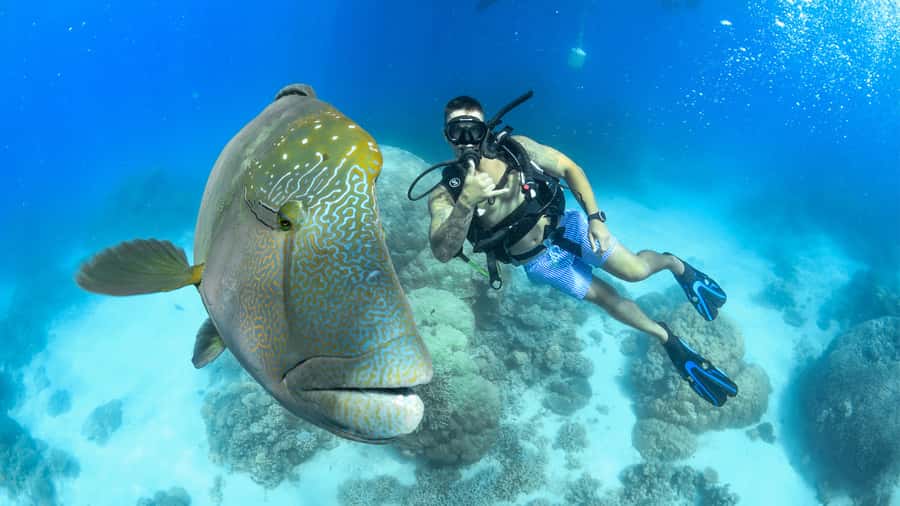 Cairns: Great Barrier Reef Cruise & Scenic Helicopter Flight - Starting early at Cairns Reef Fleet Terminal