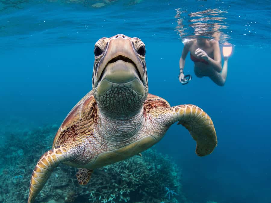 Cairns: Great Barrier Reef Pontoon, Travel by Helicopter - Snorkeling with equipment included