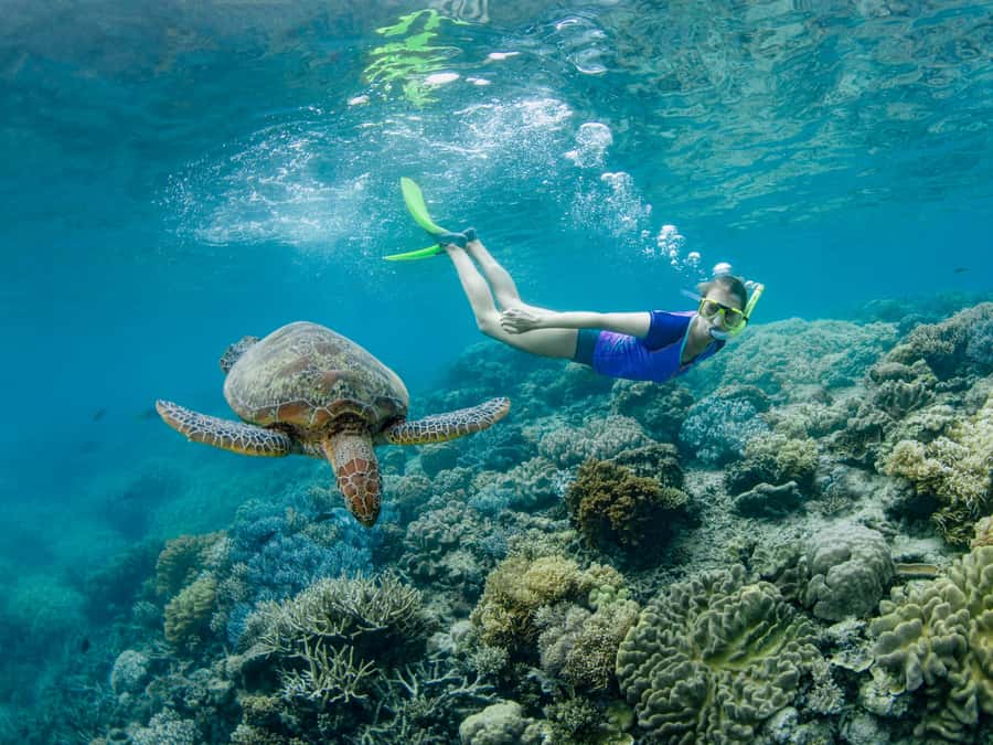 Cairns: Great Barrier Reef Pontoon, Travel by Helicopter - Checking in at the Reef Fleet Terminal