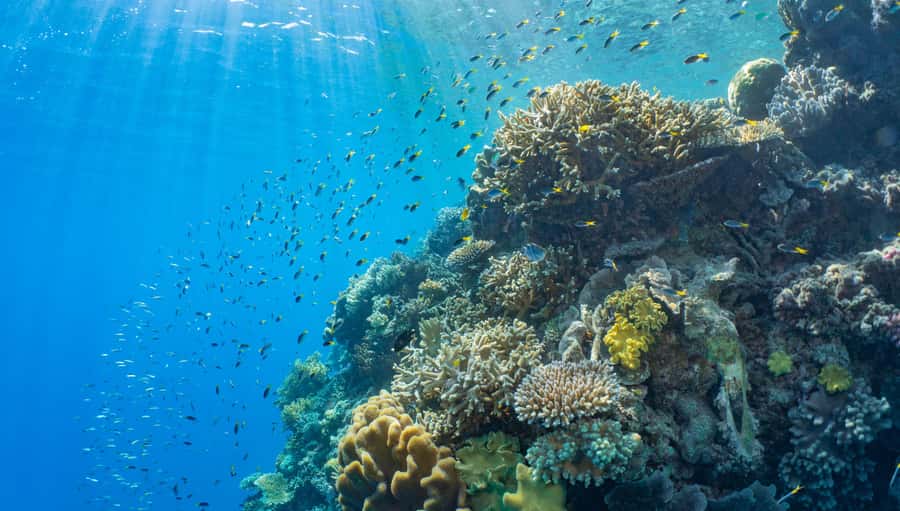 Cairns: Half Day Helicopter & Snorkeling Tour - What you can do during the 1.5 to 2 hours at the pontoon
