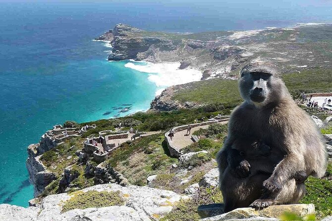 Cape Town Atlantic Helicopter Private Tour including Penguins Cape Point & Lunch - Groot Constantia, with six wines to sample