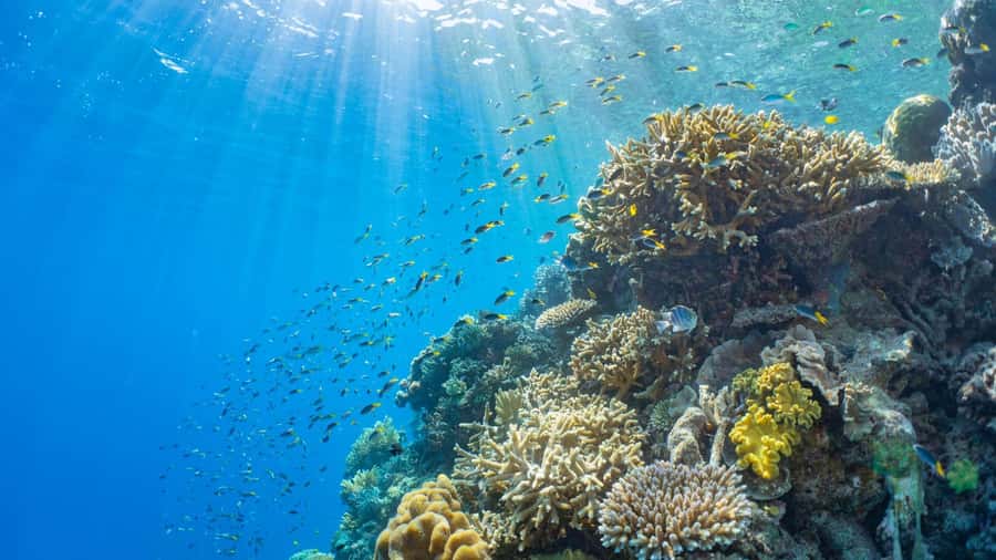From Cairns: Outer Reef Pontoon, Island & Helicopter Tour - Packing for a Smoother Day