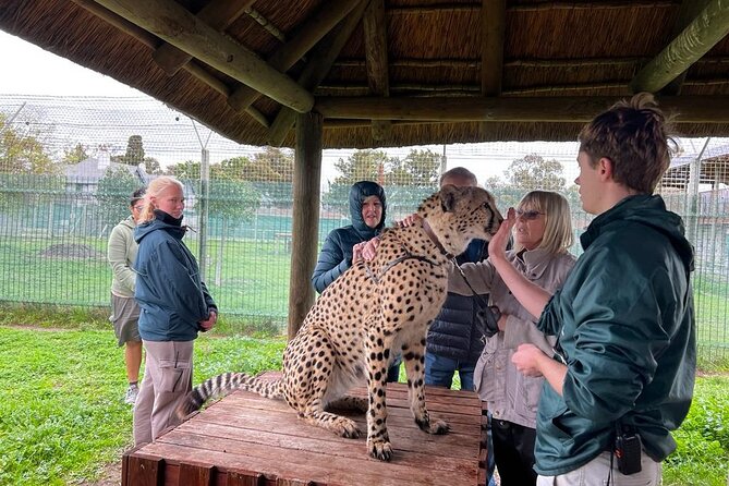 Helicopter, Boat Cruise, Big 5 Safari and Winelands Scenic Experience in 4 Days. - Day 4: Cheetahs and Stellenbosch wine estates