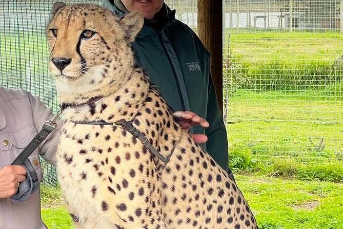Helicopter, Boat Cruise, Big 5 Safari and Winelands Scenic Experience in 4 Days. - Who should book this experience?