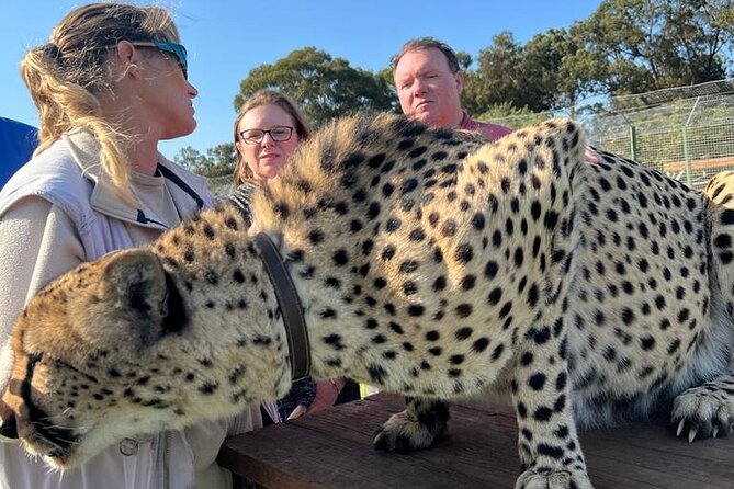 Helicopter, Boat Cruise, Big 5 Safari and Winelands Scenic Experience in 4 Days. - Final verdict: a strong choice for variety