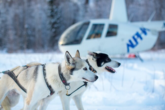Helicopter Glacier Dogsled + Knik Glacier Landing- Anchorage Area - Weather, clothing, and comfort details