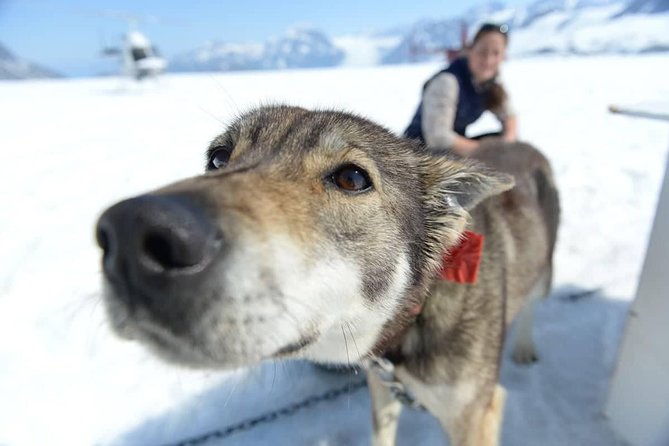 Helicopter Glacier Dogsled + Knik Glacier Landing- Anchorage Area - Who should book this experience?