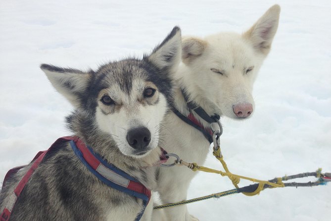 Helicopter To a Dogsledding Experience - Why the helicopter flight is half the adventure