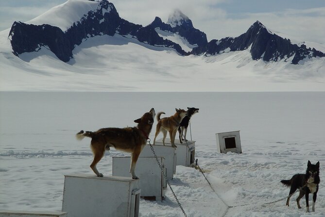 Helicopter To a Dogsledding Experience - Landing at Herbert Glacier’s dogsled camp