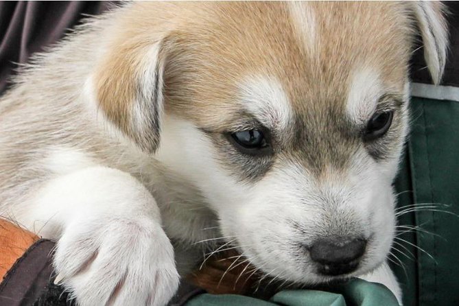 Helicopter To a Dogsledding Experience - The 15-minute flight from Coastal Helicopters