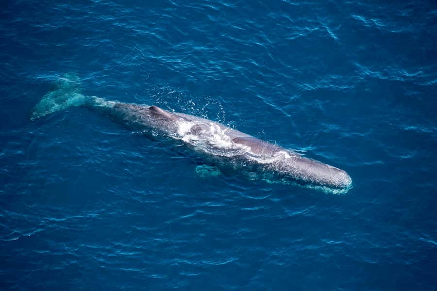 Kaikoura: 1-Hour Whale Watching Helicopter Tour - Taking off from Kaikōura Airport