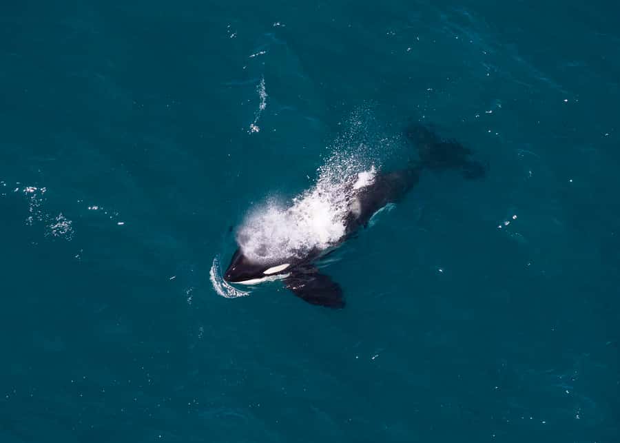 Kaikoura: 1-Hour Whale Watching Helicopter Tour - How to make the most of your photos
