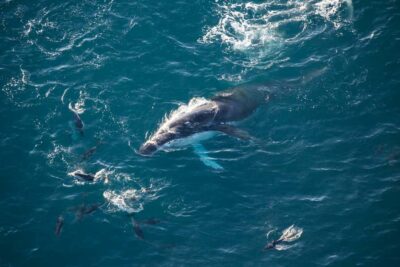 Kaikōura: 45-Minute Whale Watching Helicopter Tour