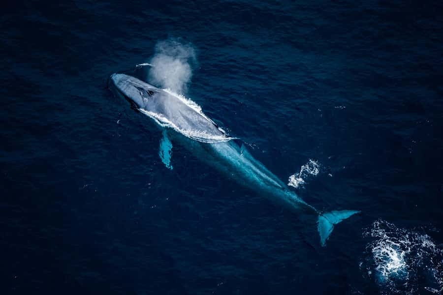 Kaikōura: 45-Minute Whale Watching Helicopter Tour - What the 45 minutes really includes