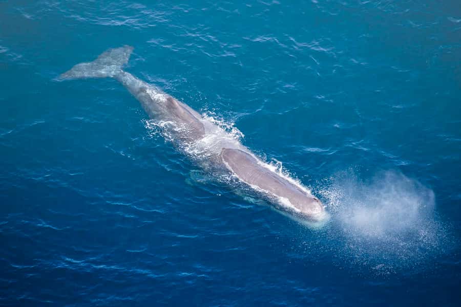 Kaikōura: 45-Minute Whale Watching Helicopter Tour - What to bring and what not to expect