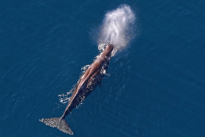 Kaikoura Helicopters Classic Whale Watch - Key points to know before you book