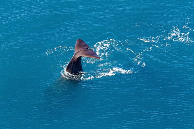 Kaikoura Helicopters Classic Whale Watch - What the 30-minute flight actually offers