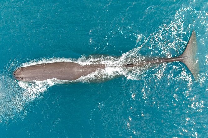 Kaikoura Helicopters Classic Whale Watch - Sperm whales, humpbacks, dolphins, and seals