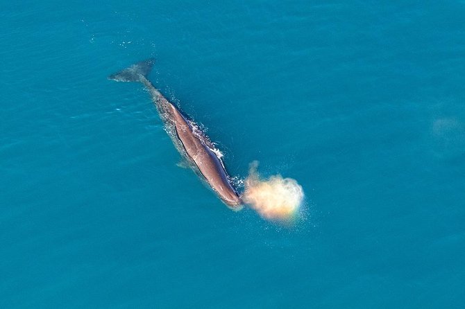 Kaikoura Helicopters Classic Whale Watch - The strongest part of the experience: safety and preparation