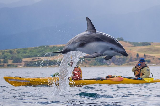 Kaikoura Helicopters Classic Whale Watch - Price and value at $223.41 per person