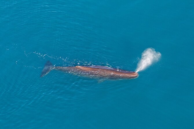 Kaikoura Helicopters Extended Whale Watch - The 40-minute route over the coast