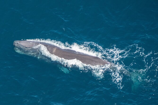 Kaikoura Helicopters Top n Tail Whale Watch flight - From Kaikōura’s beachfront helipad to the open sea