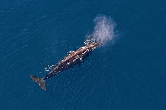 Kaikoura Helicopters Top n Tail Whale Watch flight - Weather, cancellation, and practical planning