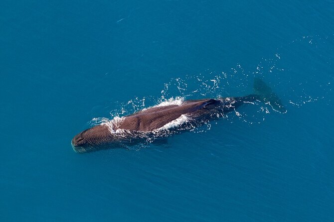 Kaikoura Helicopters Top n Tail Whale Watch flight - From whale tail to mountain top