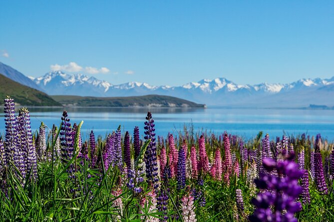 Mount Cook Scenic 35 Minute Helicopter Flight - Is $308.70 good value?
