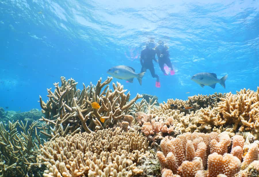 Port Douglas: Outer Barrier Reef Cruise & 10 Min Helicopter - My verdict: book it for variety, not just snorkeling
