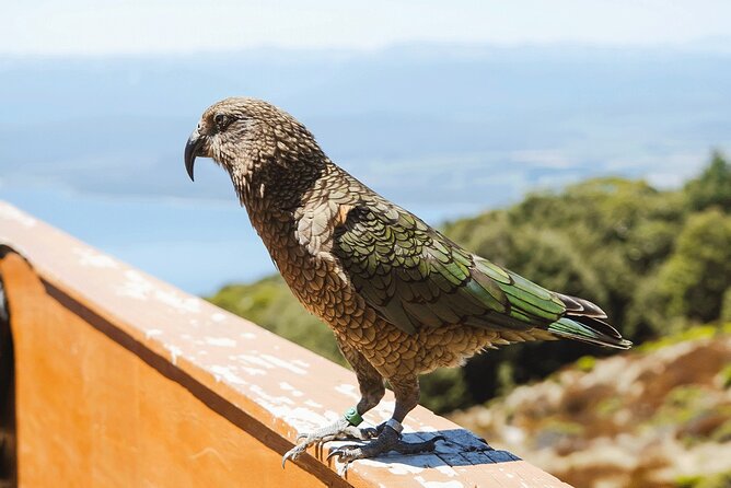 Scenic Helicopter & Kepler Guided Hike from Te Anau with Lunch - Reaching Luxmore Hut without the four-day commitment