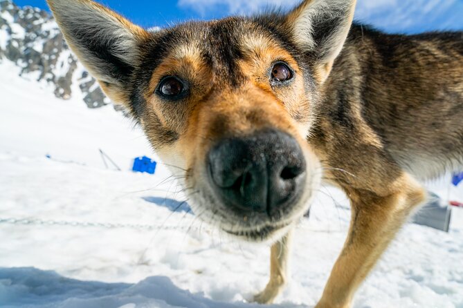 Seward: Helicopter Glacier Dogsled Tour with 2 Landings - What It Feels Like To Mush
